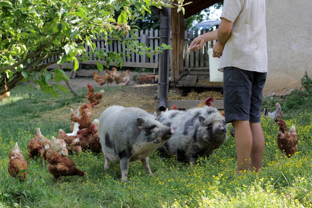 Pri Baronu-Excursion eco farm Uranjek