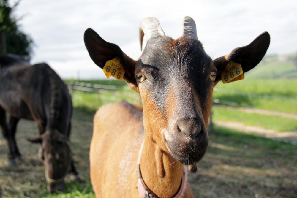 Pri Baronu-Excursion eco farm Uranjek