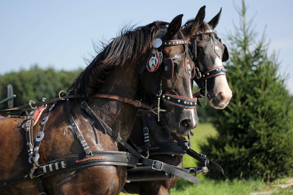 Ecological tourist farm Vrbnjak 