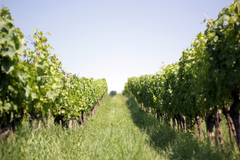 Ecological farm Valentan