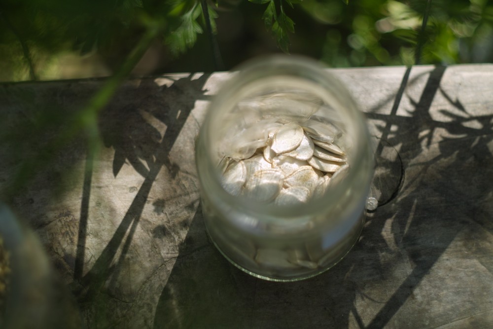 Seed library Maribor
