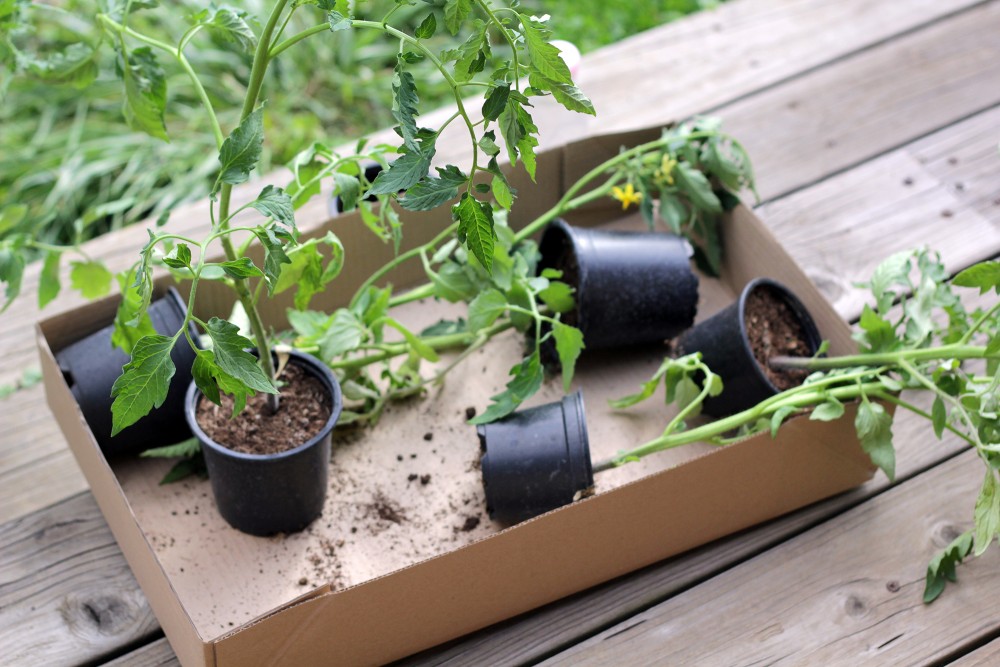 Urban eco garden in Maribor and natural gardening