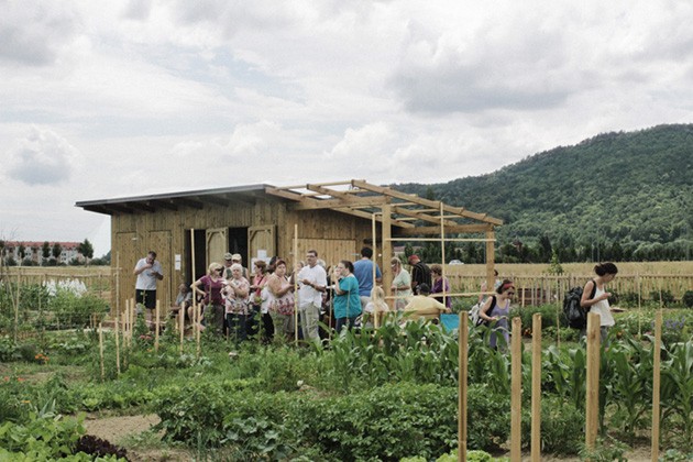 Urban eco garden in Maribor and natural gardening