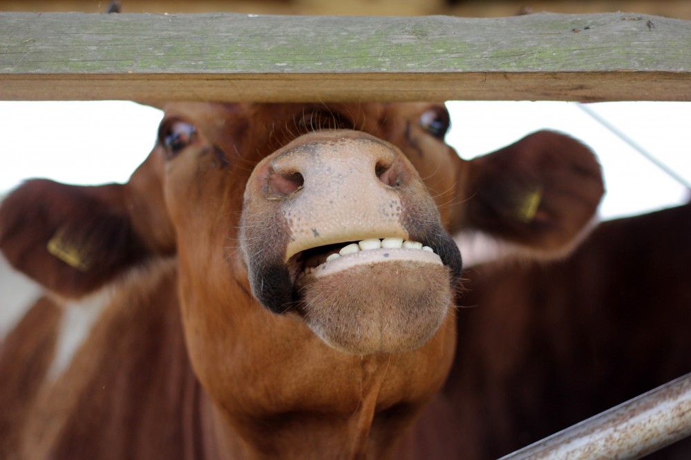 Autochthonous and traditional slovene animals