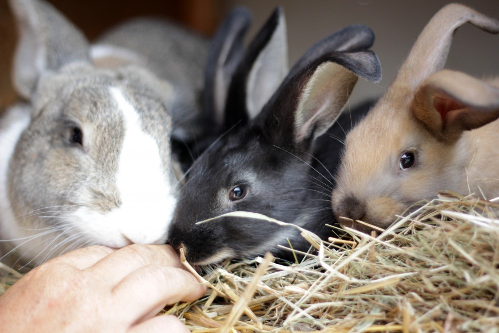 Autochthonous and traditional slovene animals