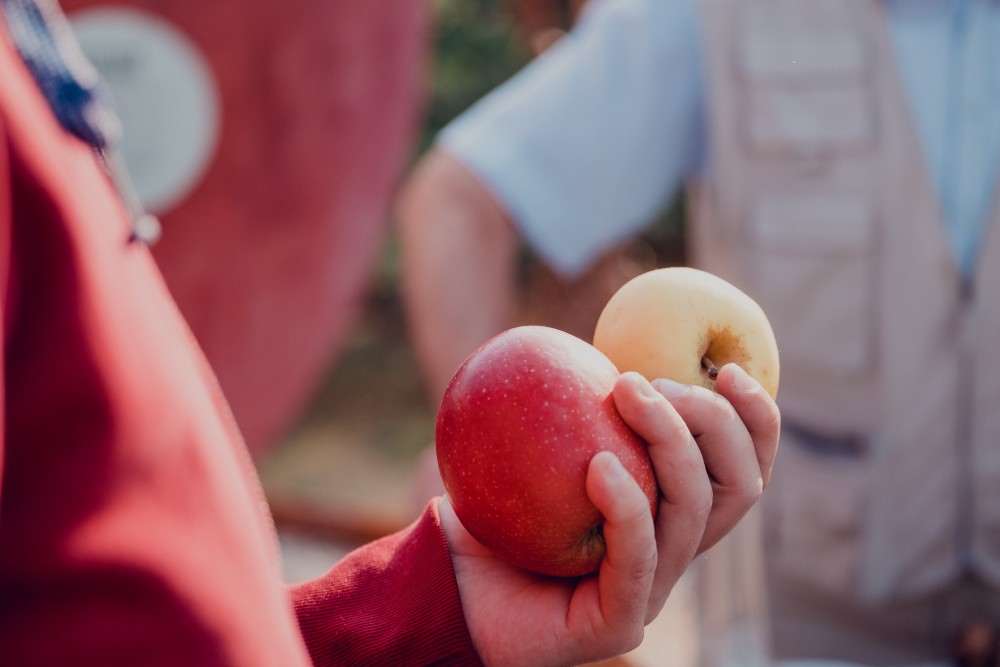 Guided tour around apple orchard of old varieties