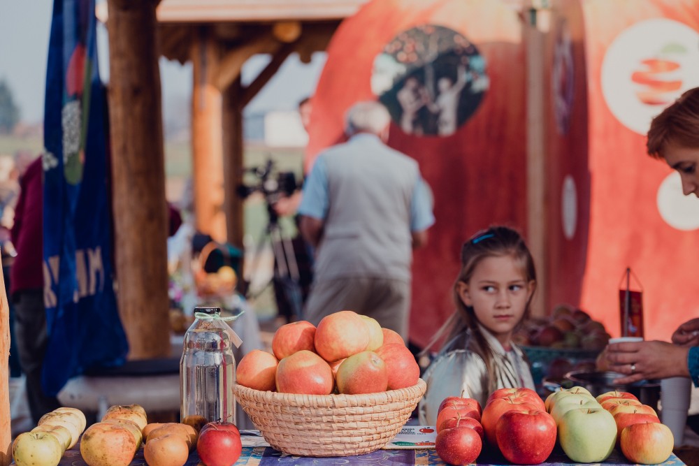 Guided tour around apple orchard of old varieties