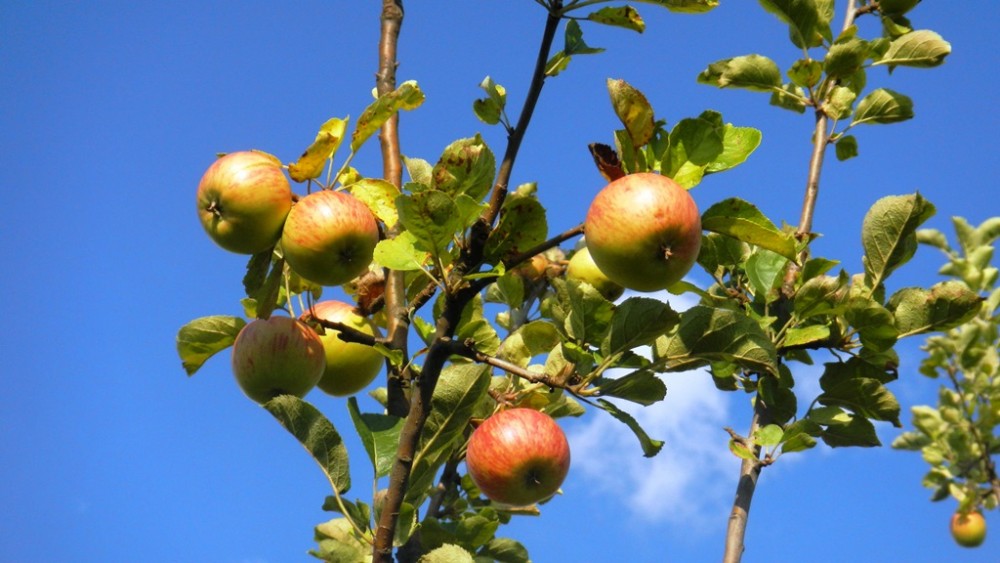 Guided tour around apple orchard of old varieties