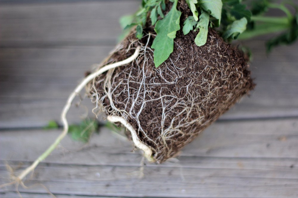 Urban eco garden in Maribor and natural gardening